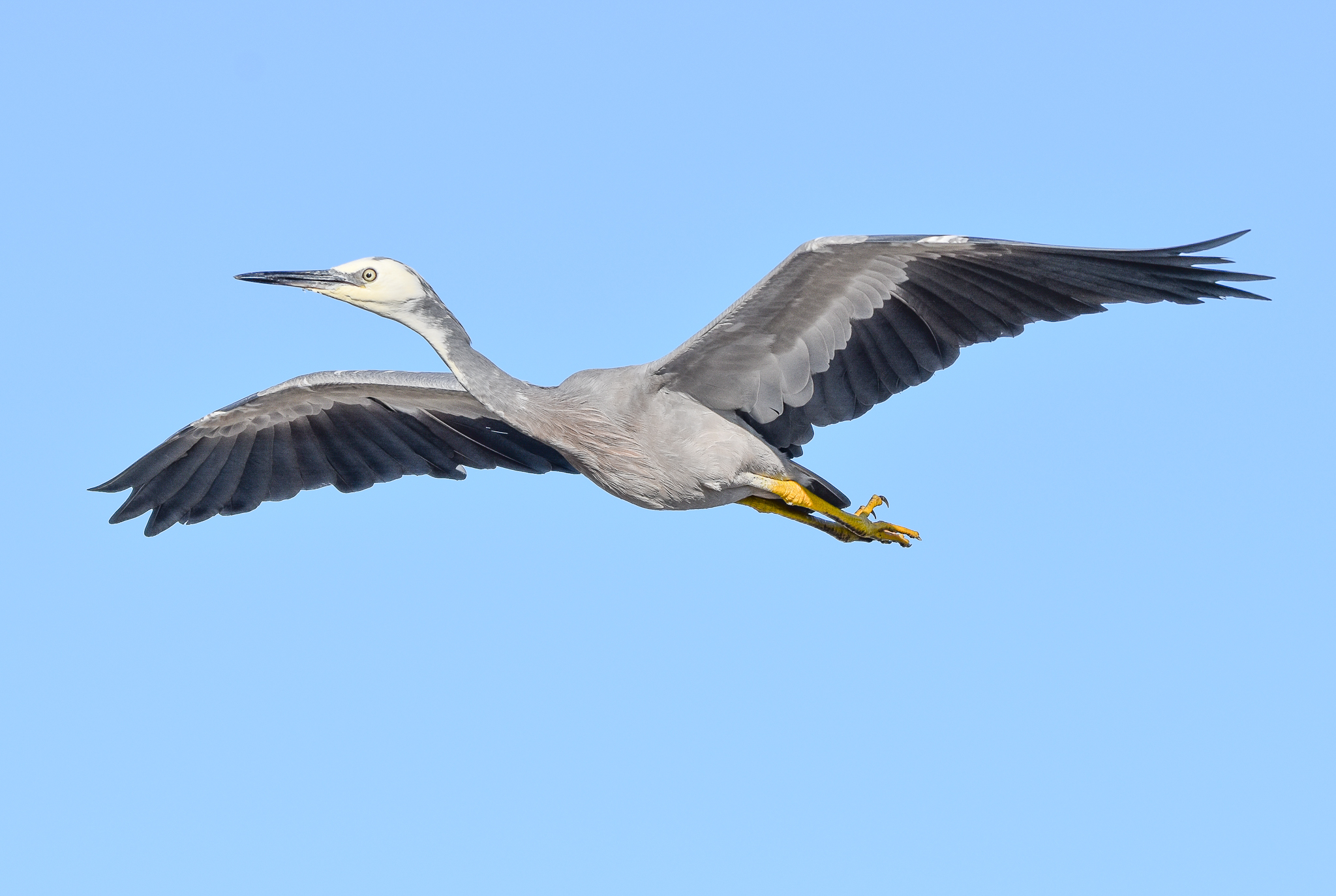 White-faced Heron