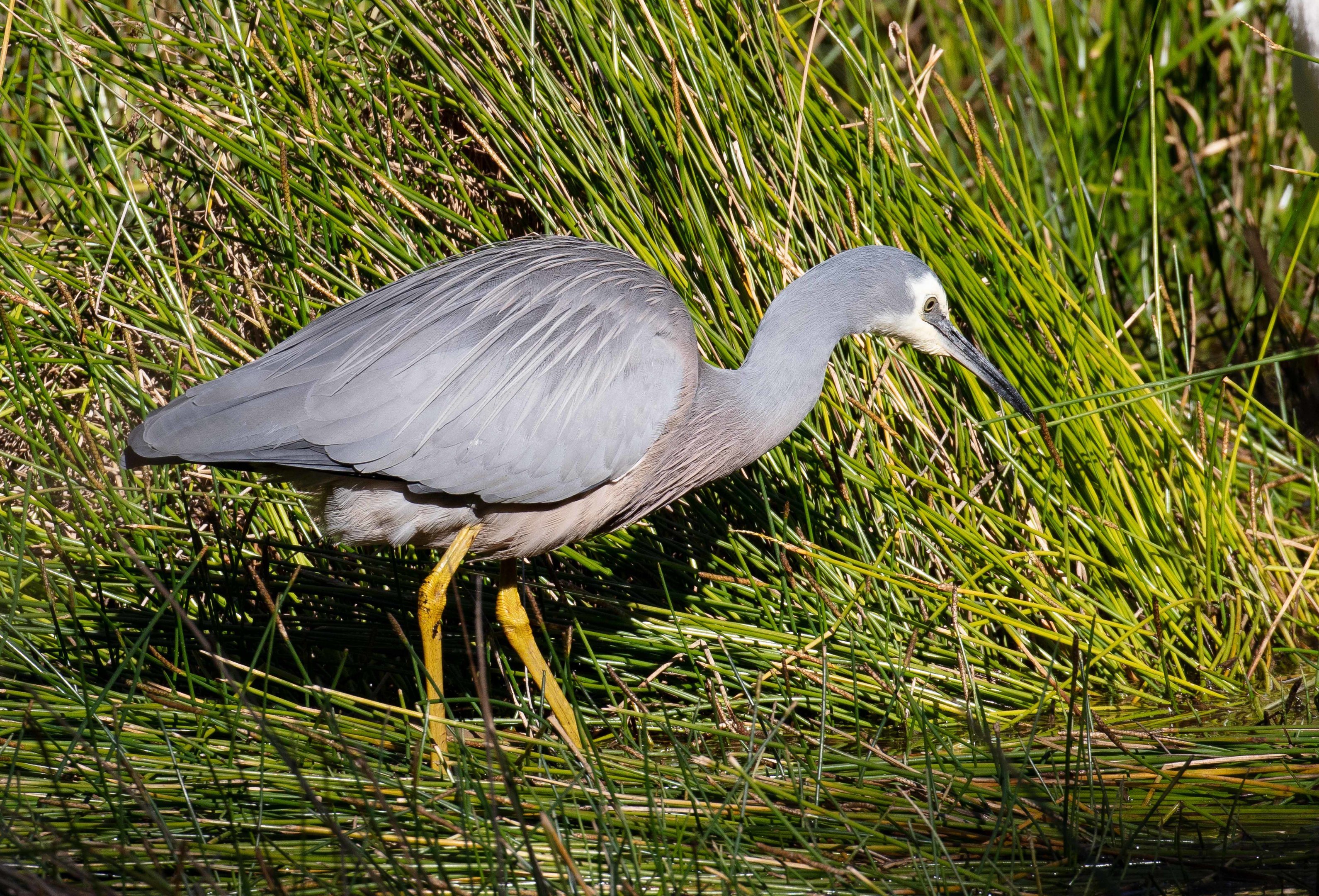 White-faced Heron