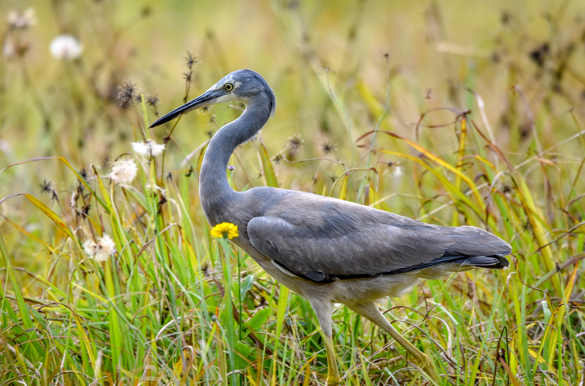 White-faced Heron