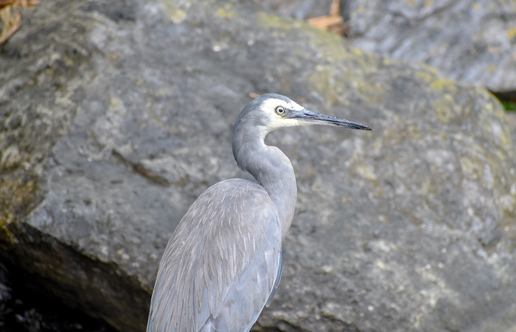 White-faced Heron