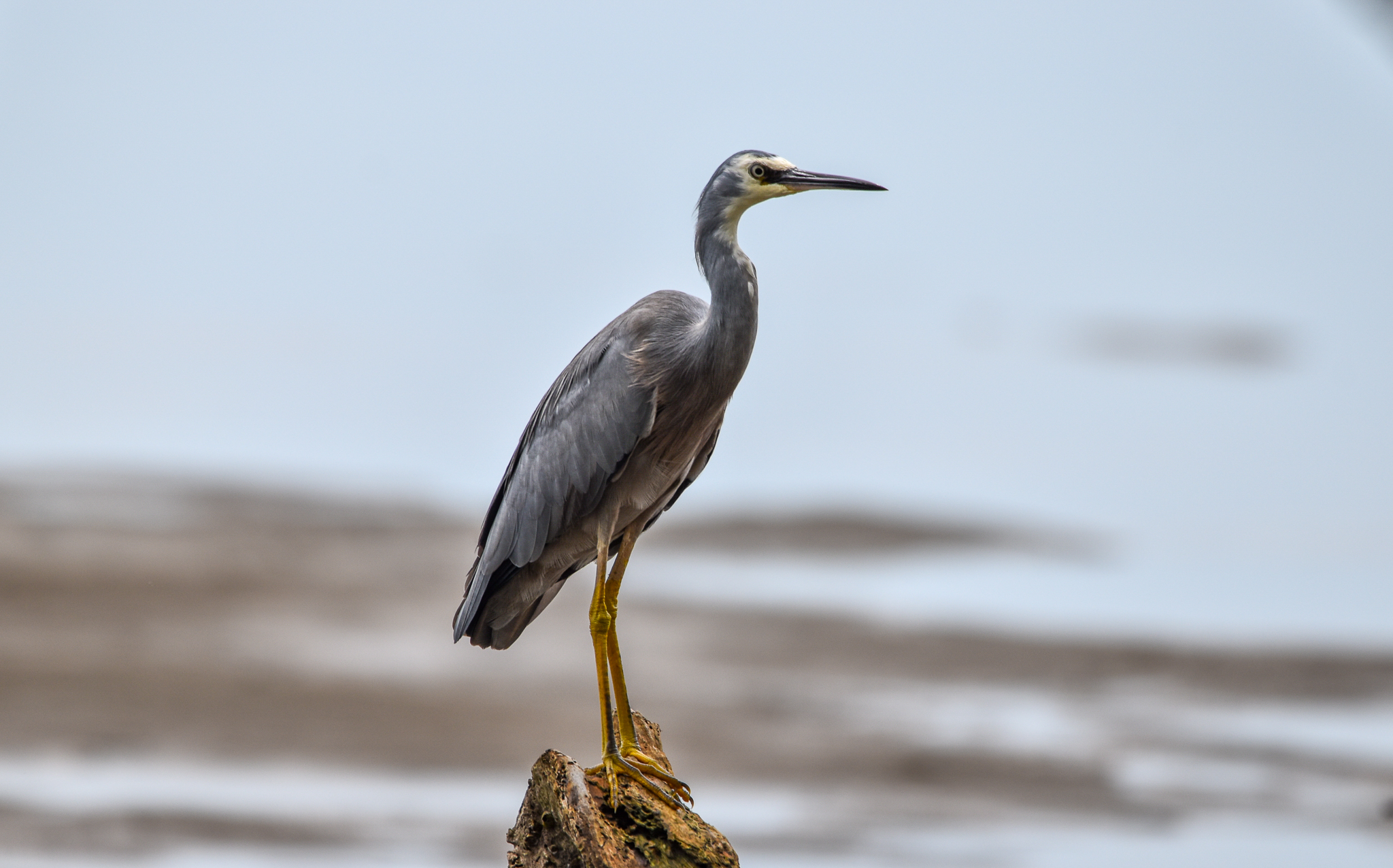 White-faced Heron