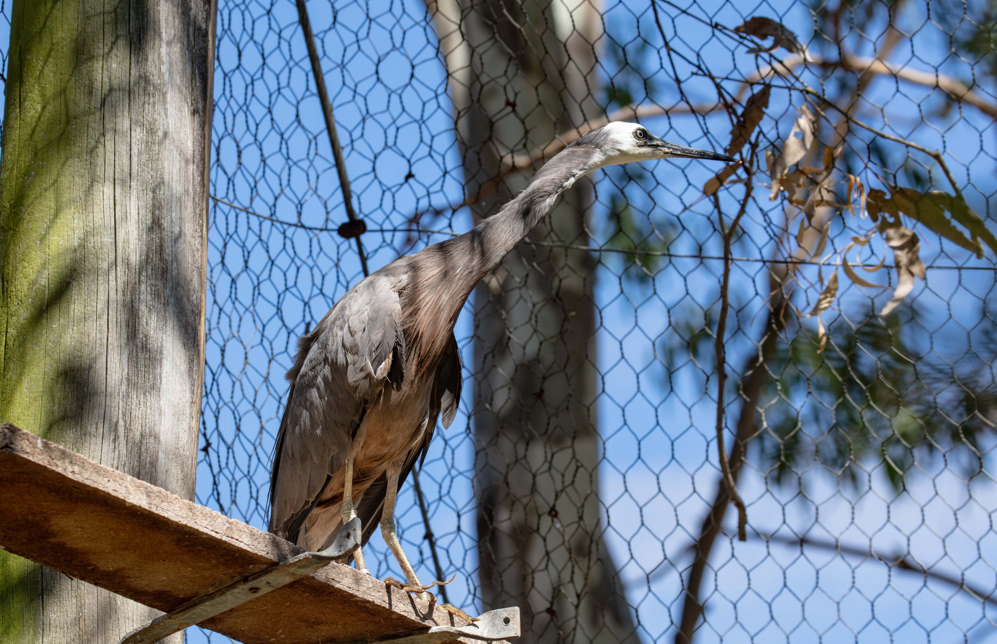White-faced Heron