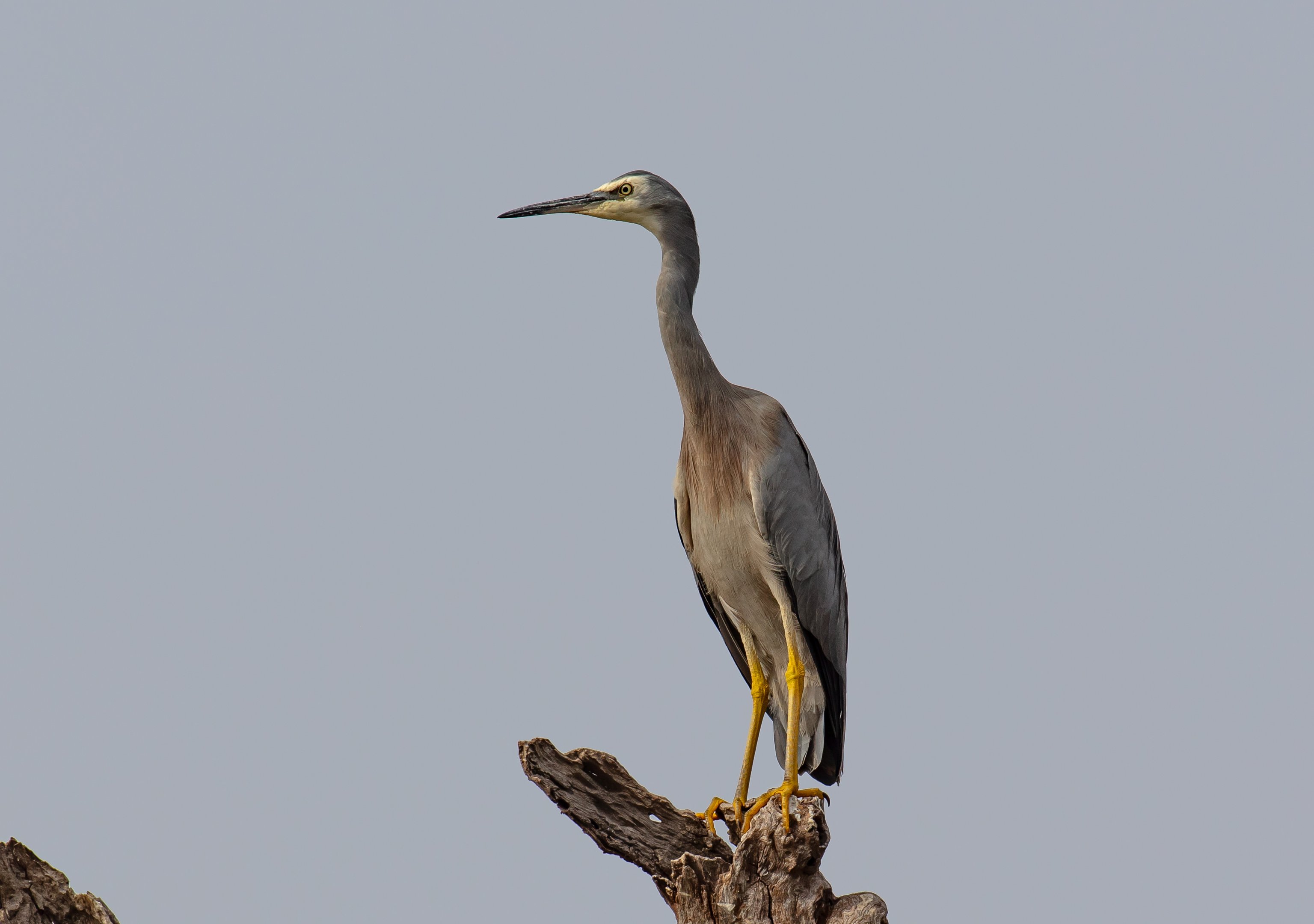 White-faced Heron