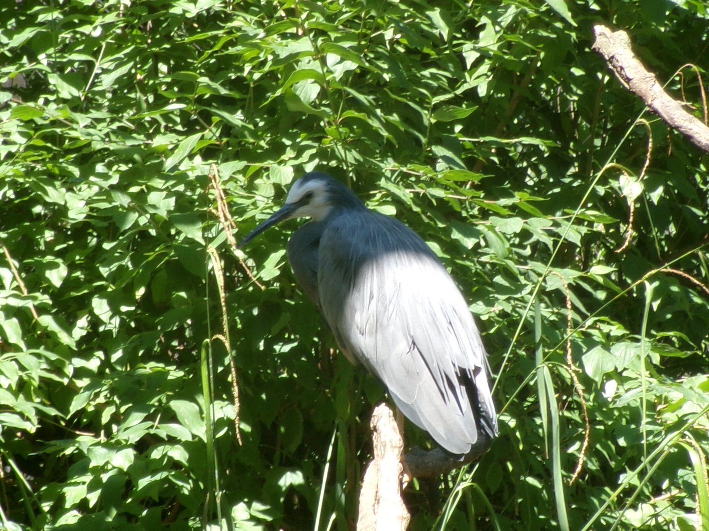 White-faced heron