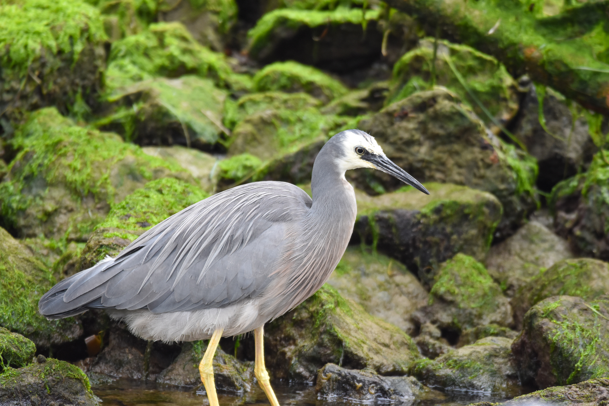 White-faced Heron