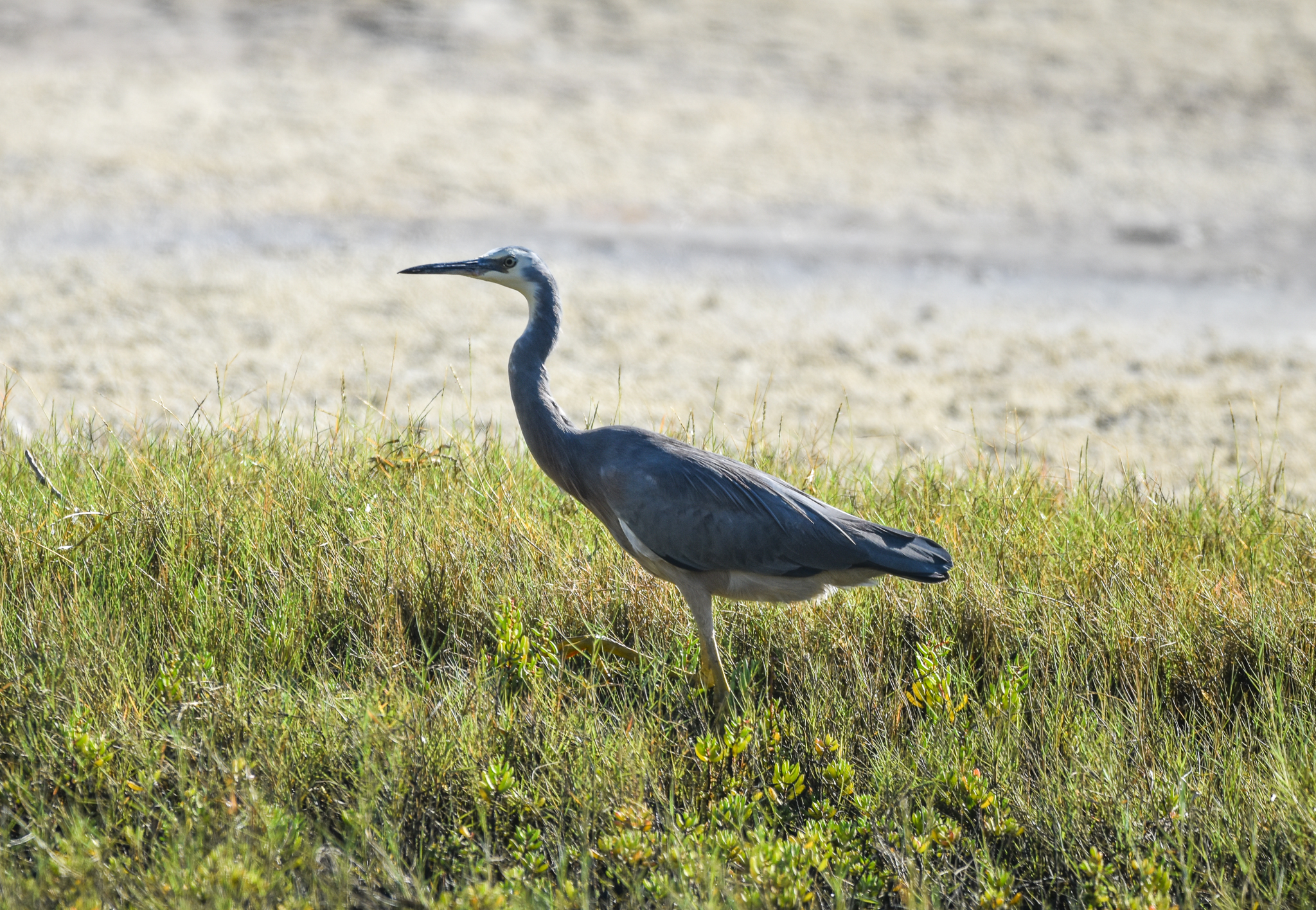 White-faced Heron