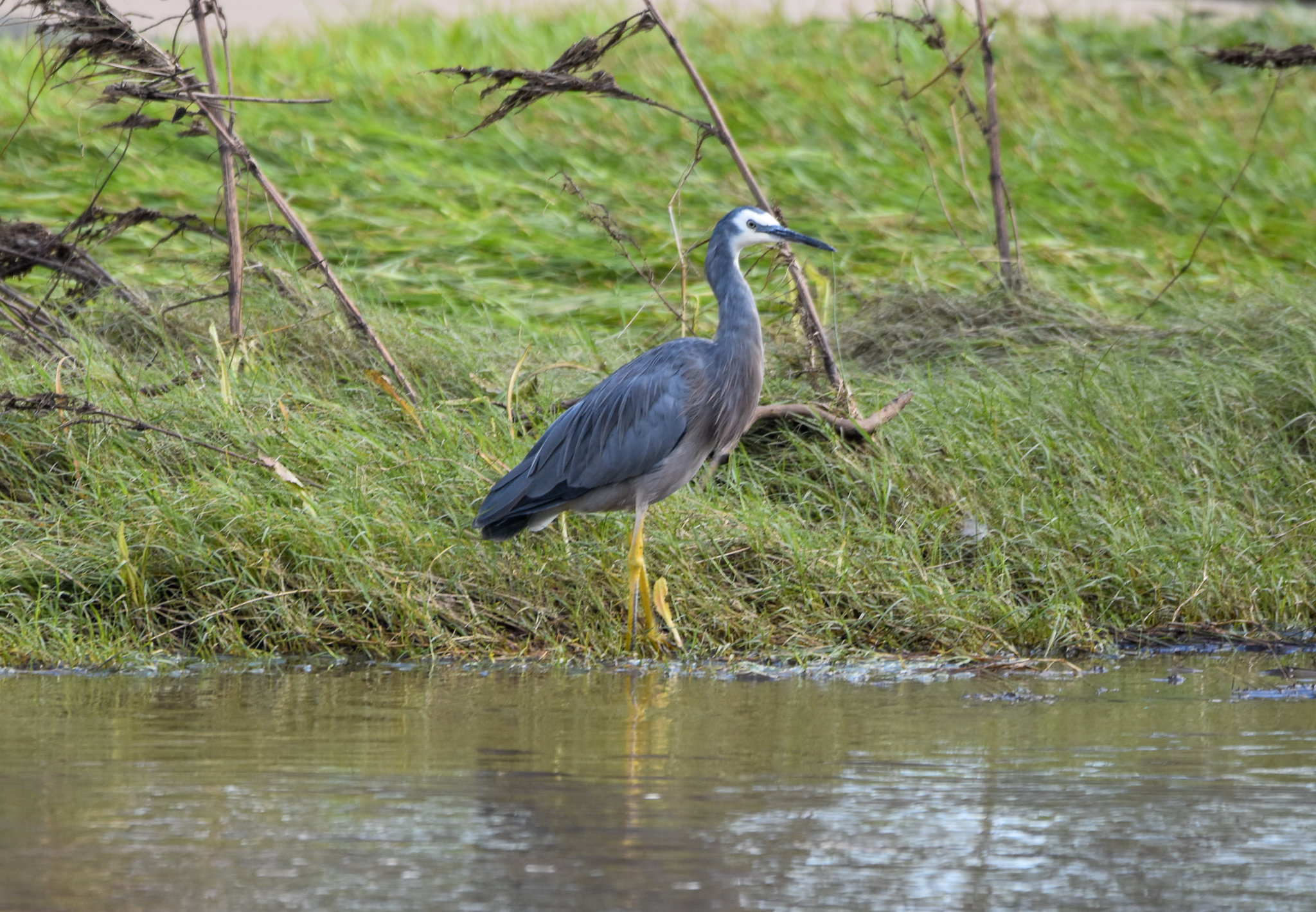 White-faced Heron