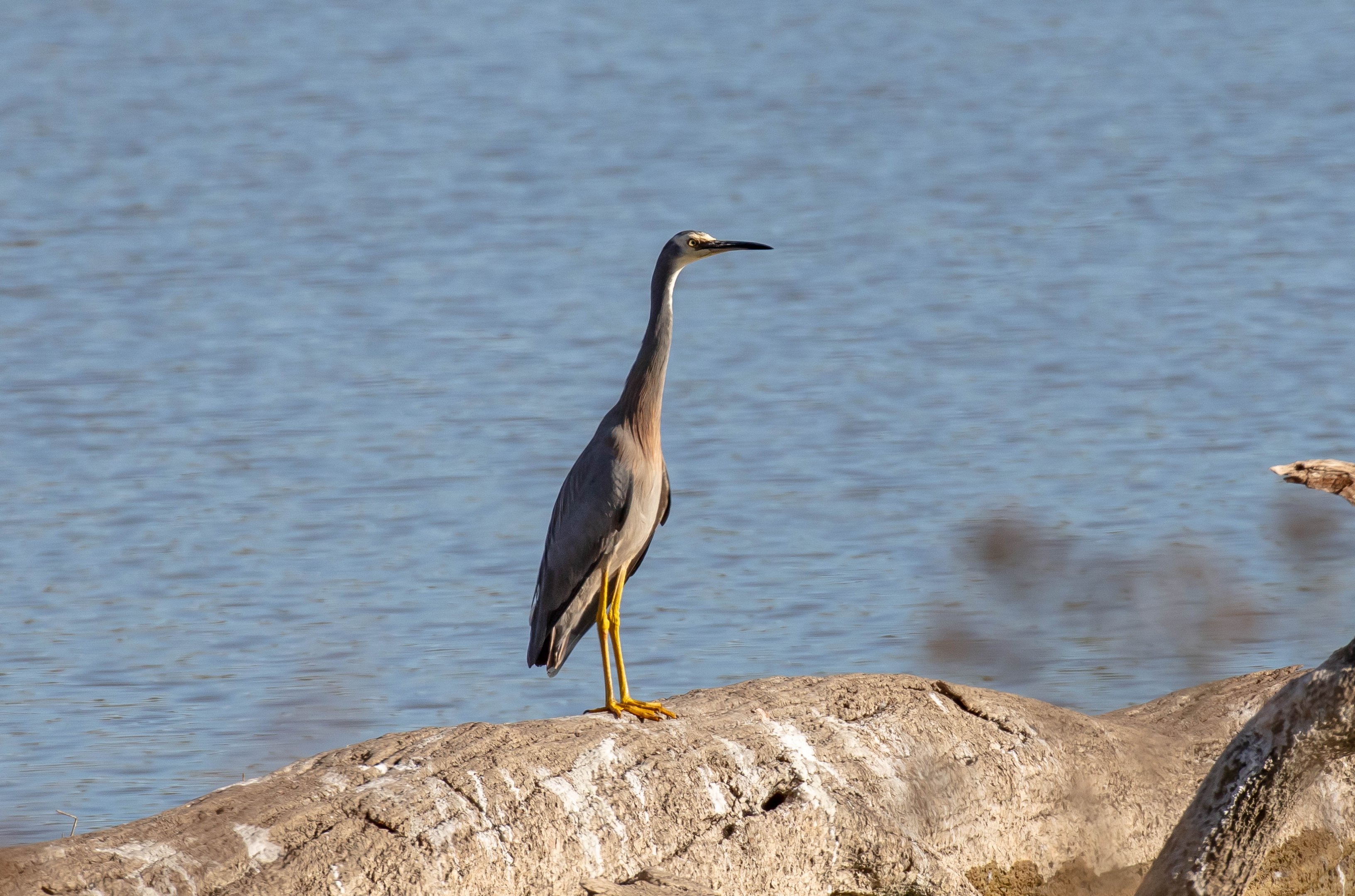 White-faced Heron