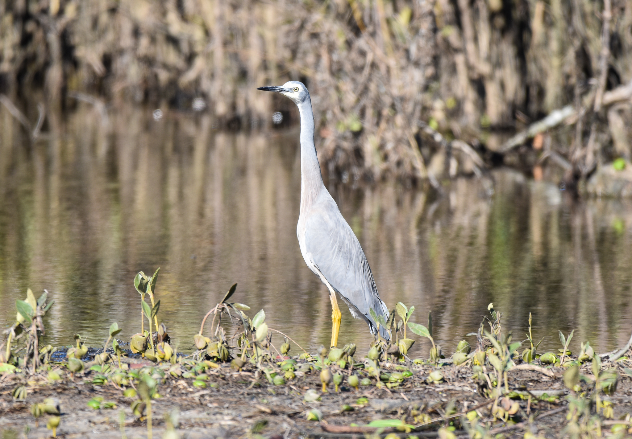White-faced Heron
