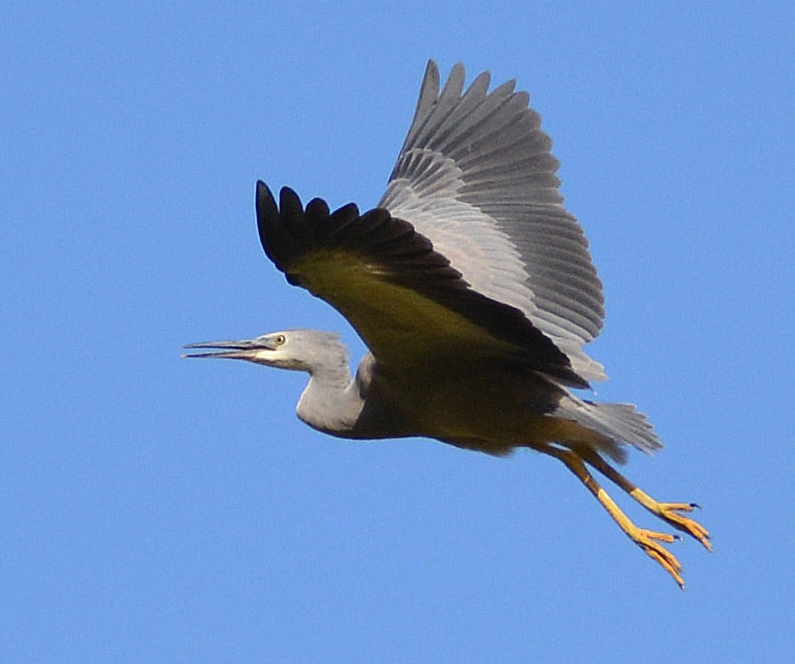 White-faced heron