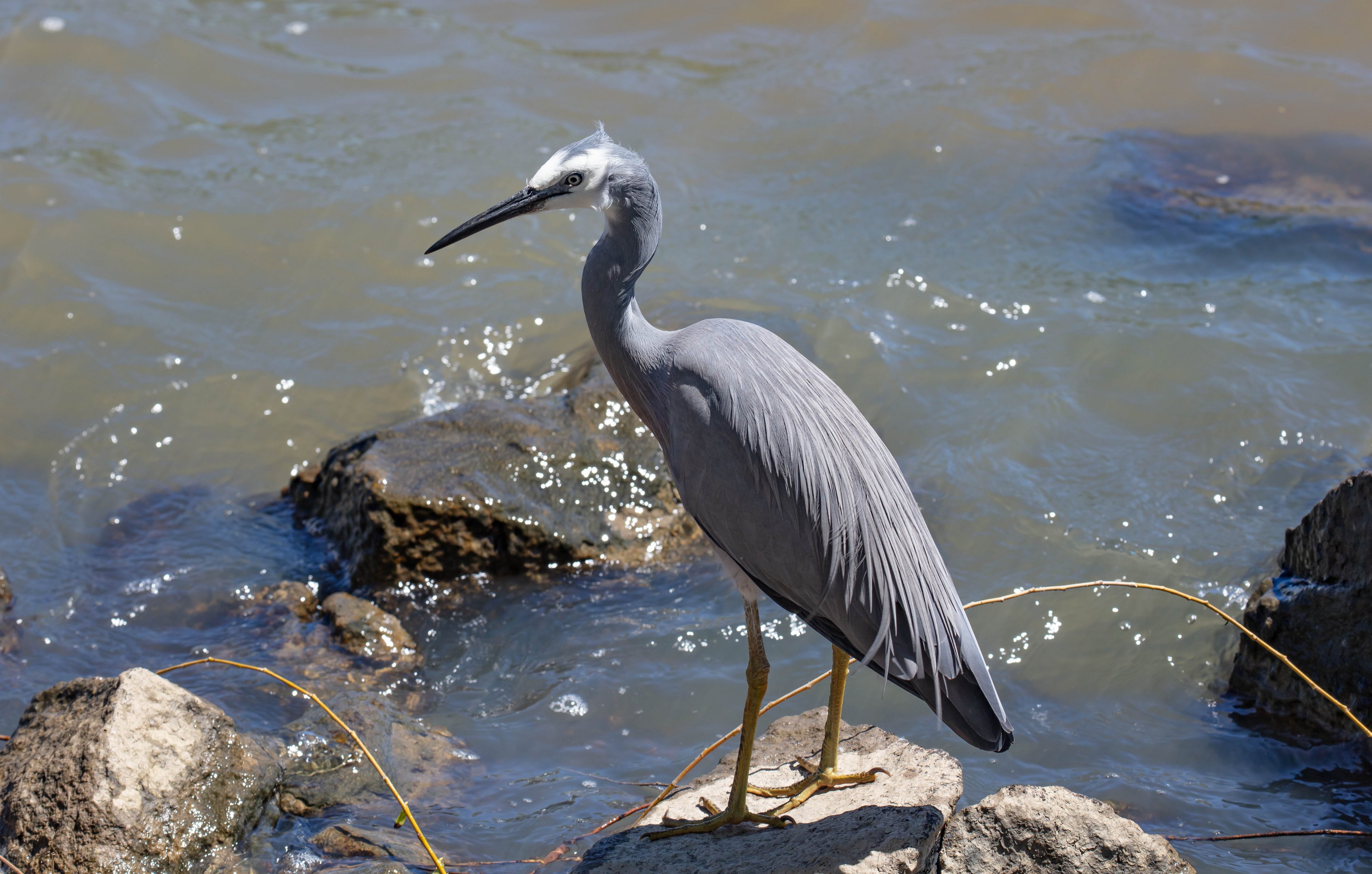 White-faced Heron