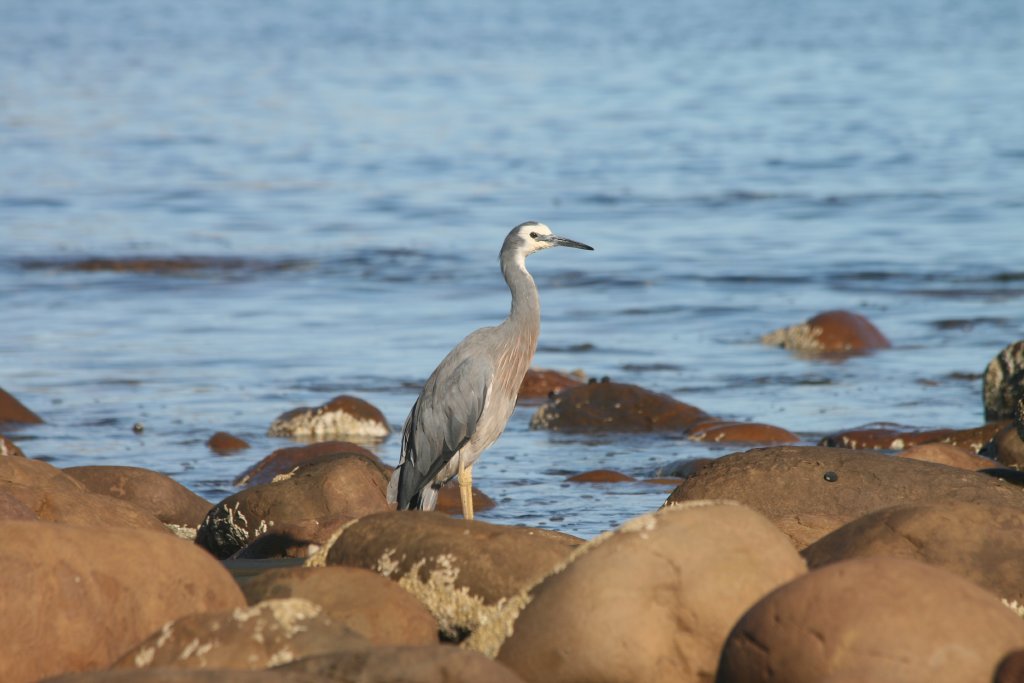 White-faced Heron