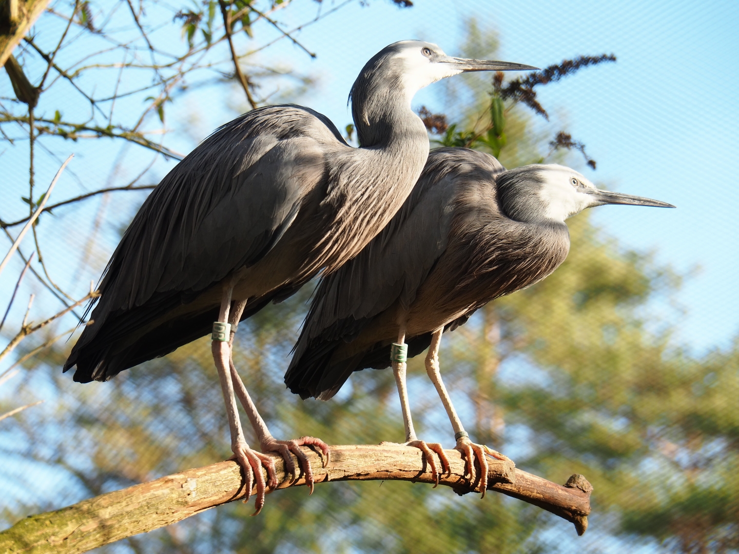 White-faced herons (Egretta novaehollandiae), Feb 16th, 2019