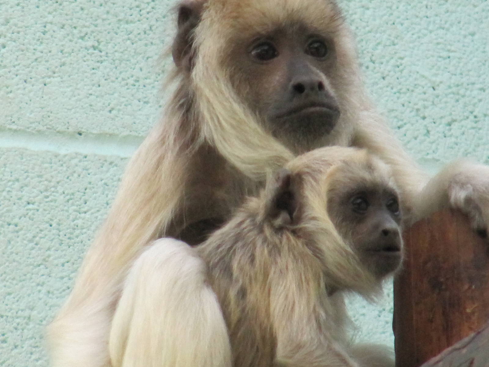White faced Howler Monkeys