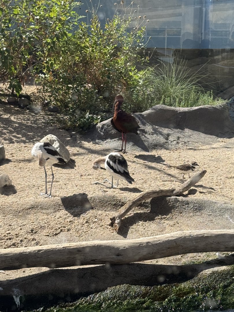 White-faced ibis, American Avocet, Killdeer