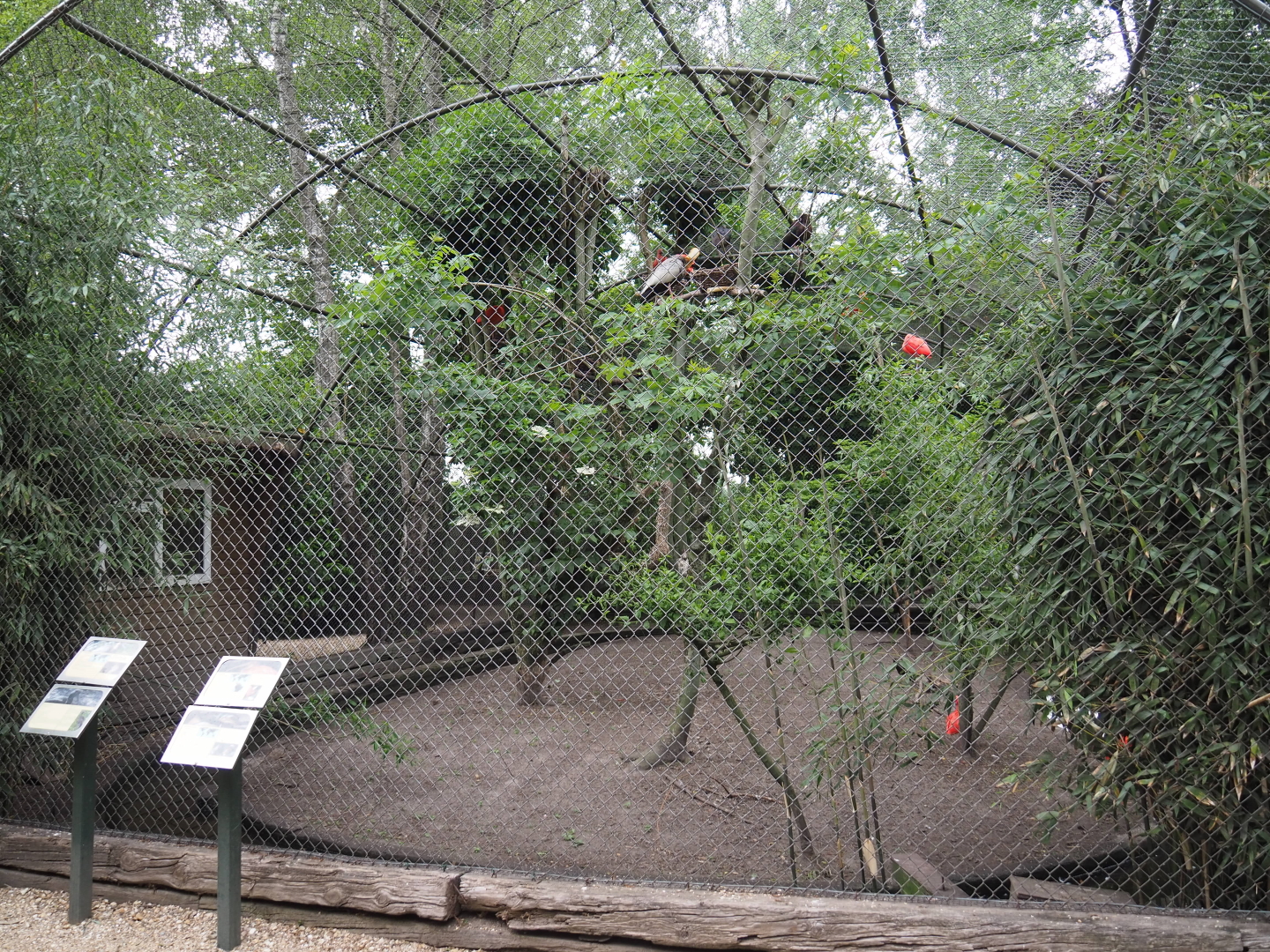 White-faced ibis, buff-necked ibis, scarlet ibis, white mandarin duck and Cumberland slider aviary, 2019-05-25