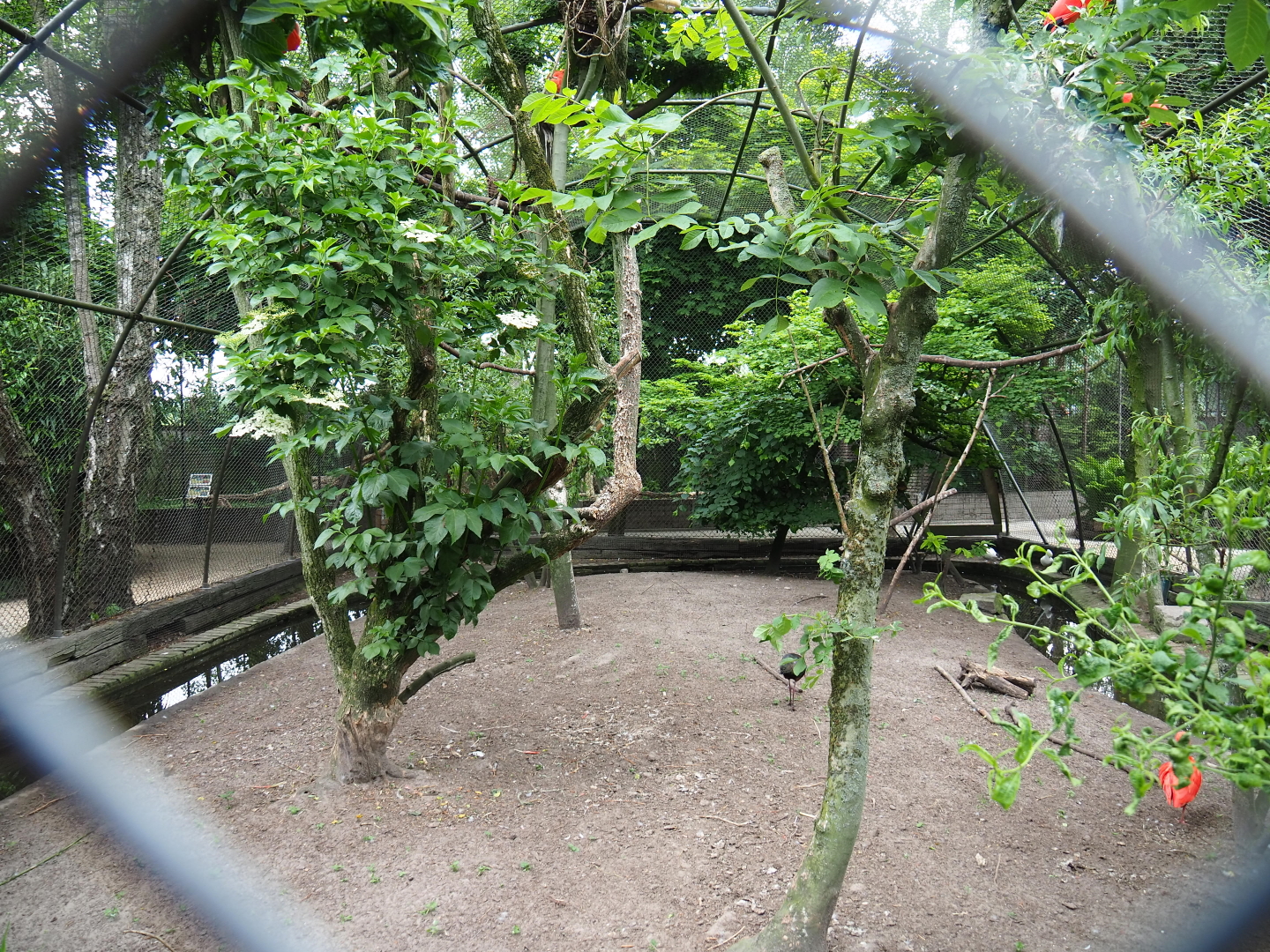 White-faced ibis, buff-necked ibis, scarlet ibis, white mandarin duck and Cumberland slider aviary, 2019-05-25