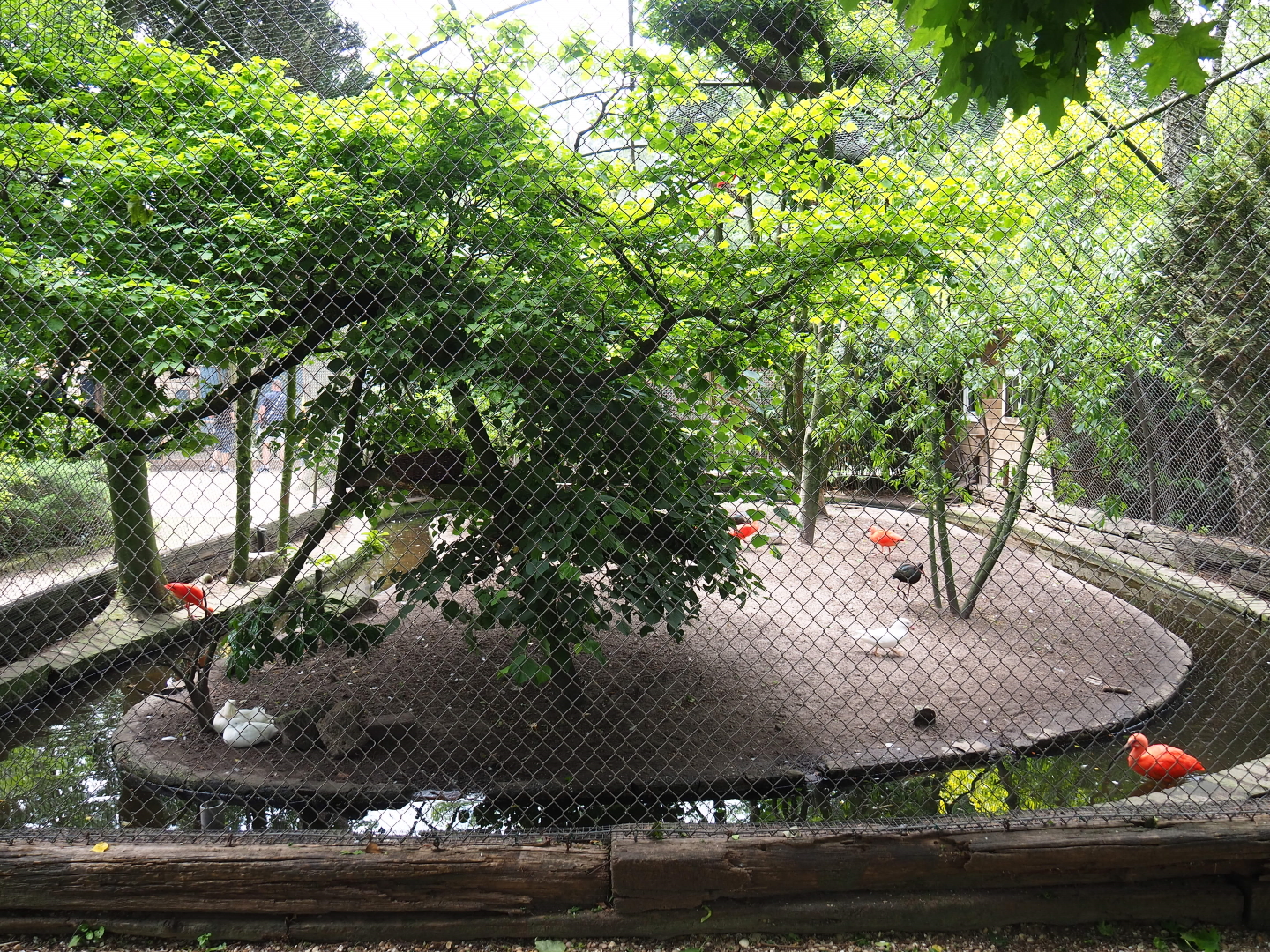 White-faced ibis, buff-necked ibis, scarlet ibis, white mandarin duck and Cumberland slider aviary, 2019-05-25
