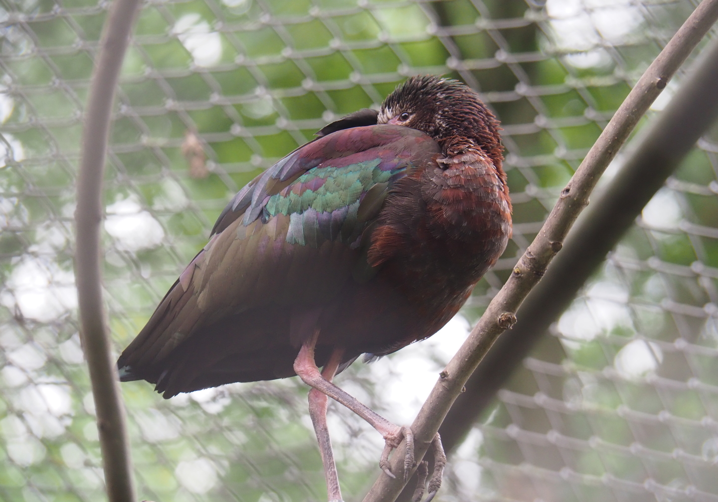 White-faced ibis (Plegadis chihi), 2019-05-25