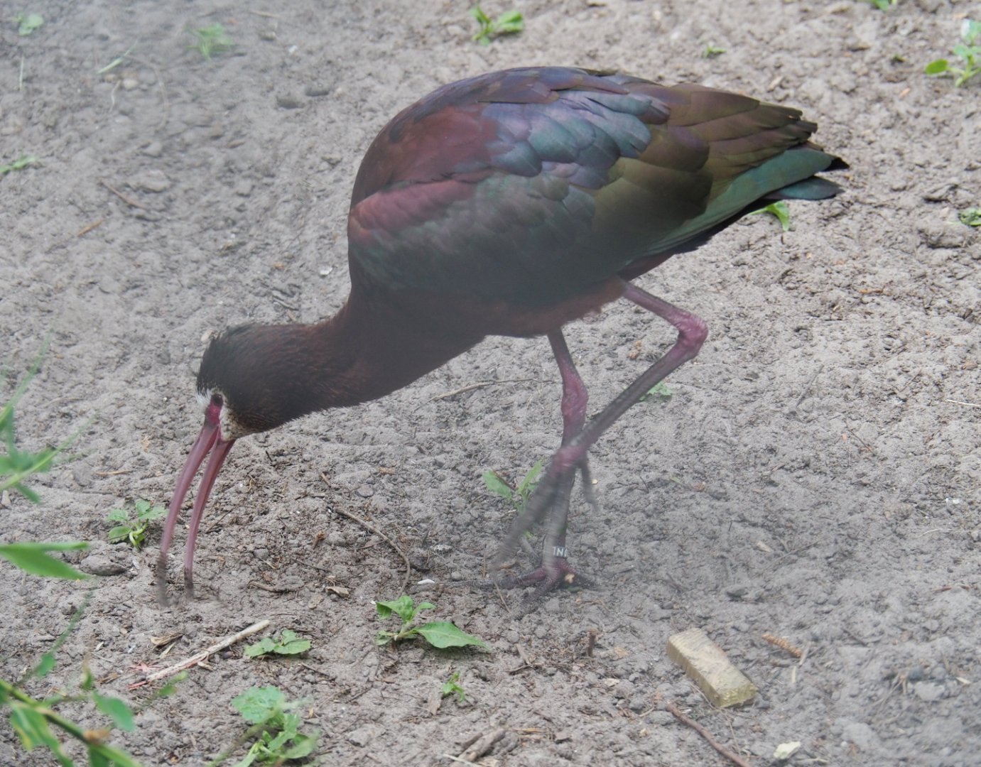White-faced ibis (Plegadis chihi), 2019-05-25