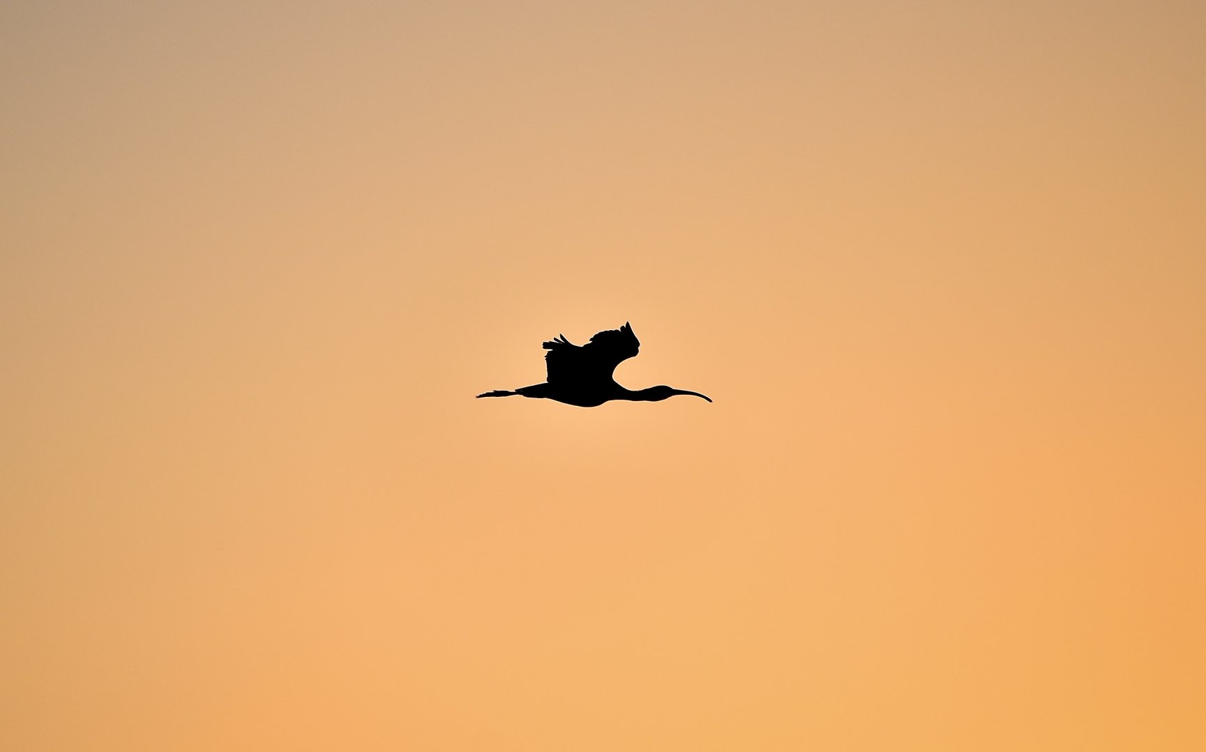 White-Faced Ibis (Plegadis chihi) at sunrise, posing as the Wawa logo
