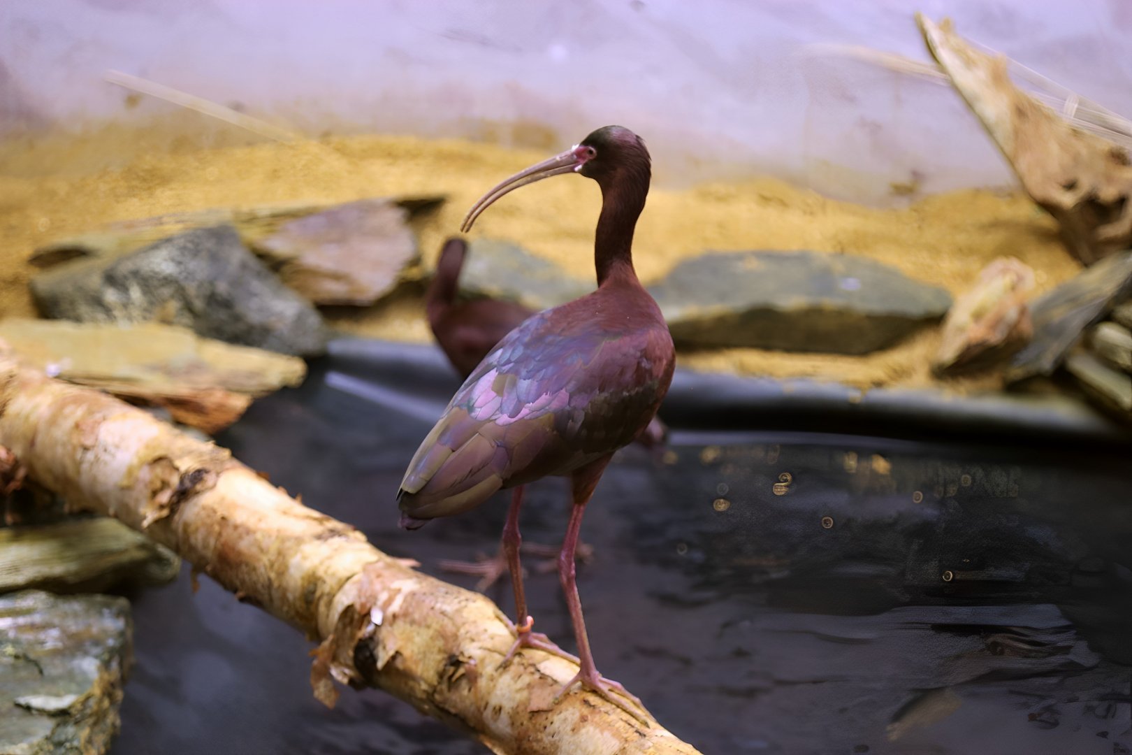 White-faced Ibis (Plegadis chihi), July 2016