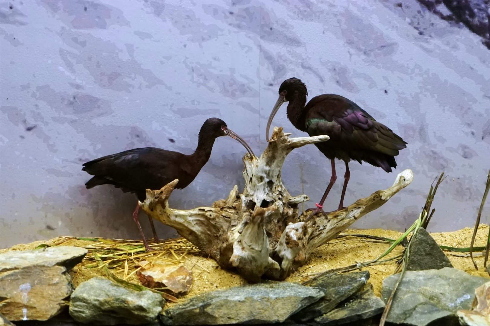 White-faced Ibis (Plegadis chihi), May 2015