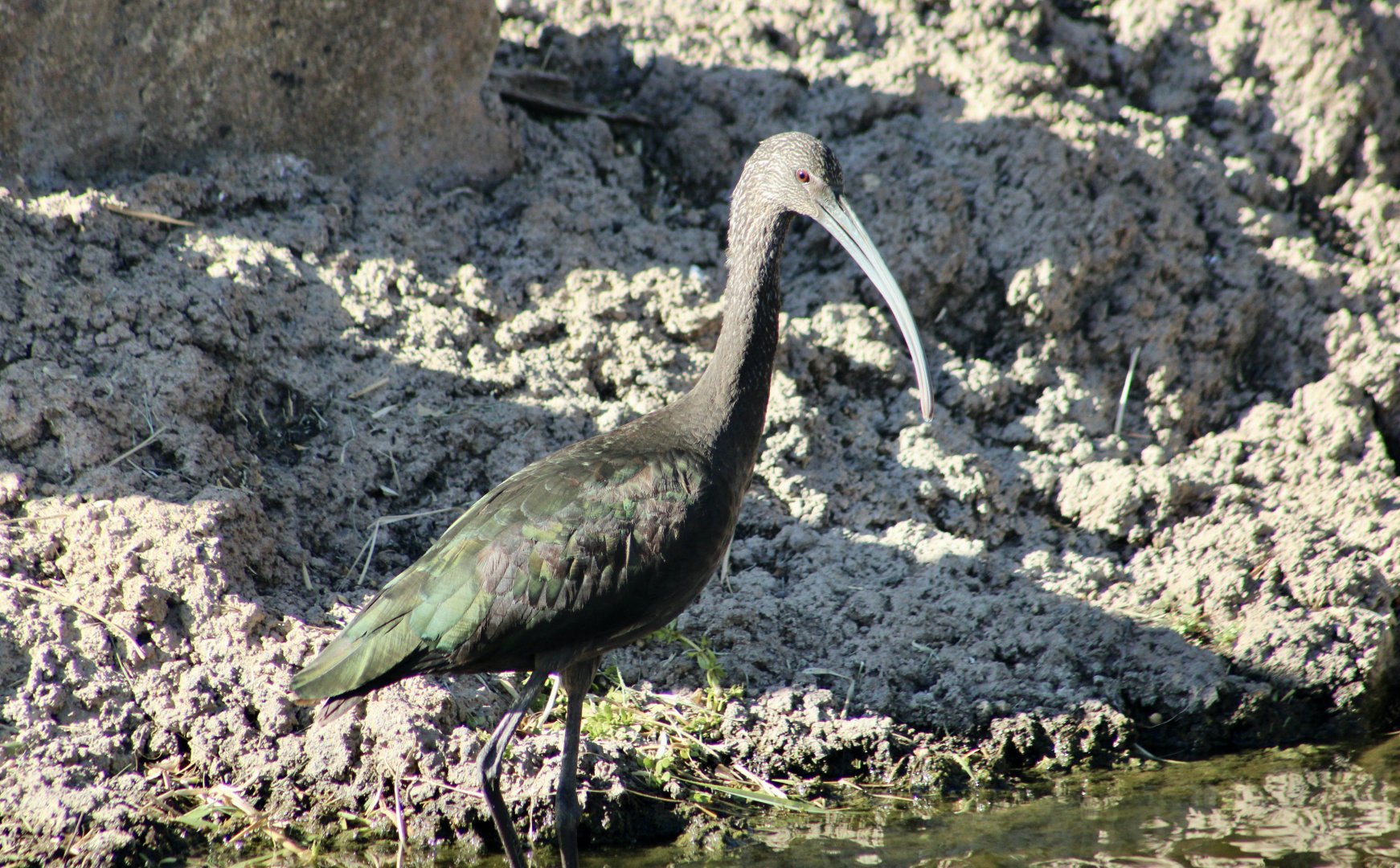 White-Faced Ibis (Plegadis chihi) wild