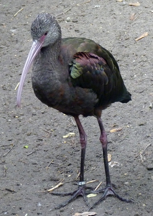 White-faced ibis (Plegadis chihi)