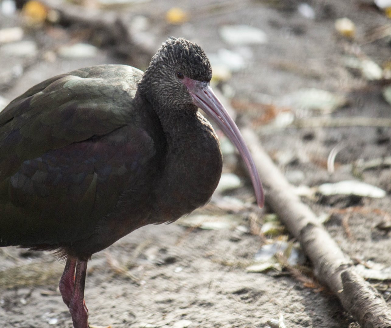 White-faced ibis, Plegadis chihi