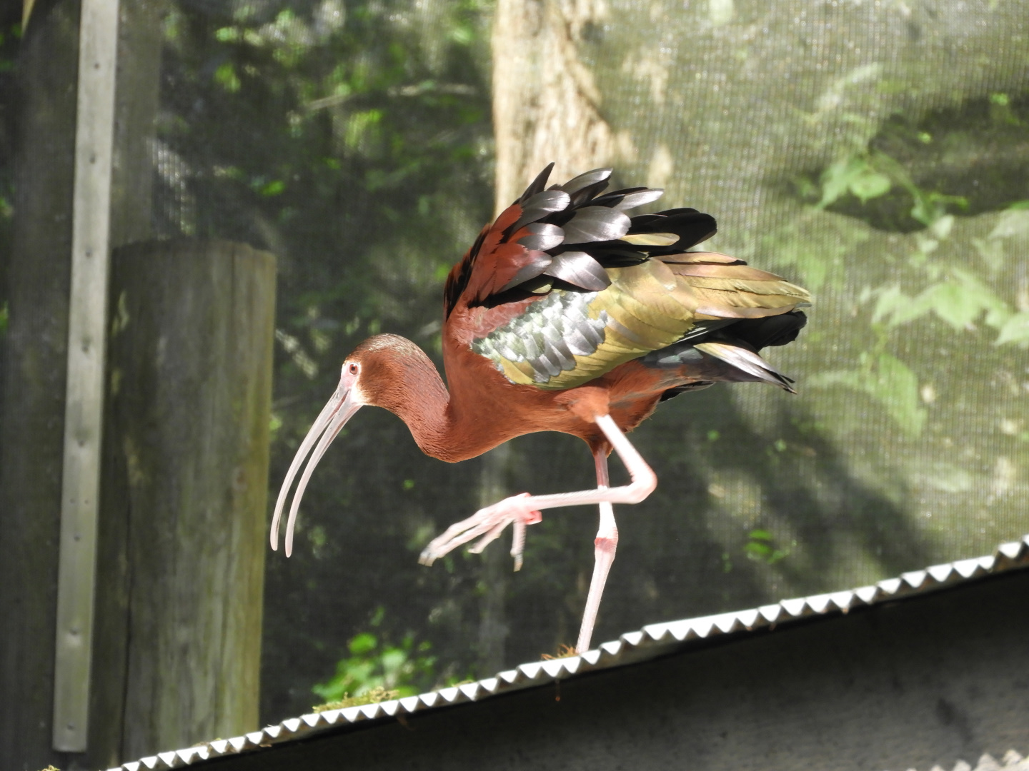 White-faced Ibis (Plegadis chihi)