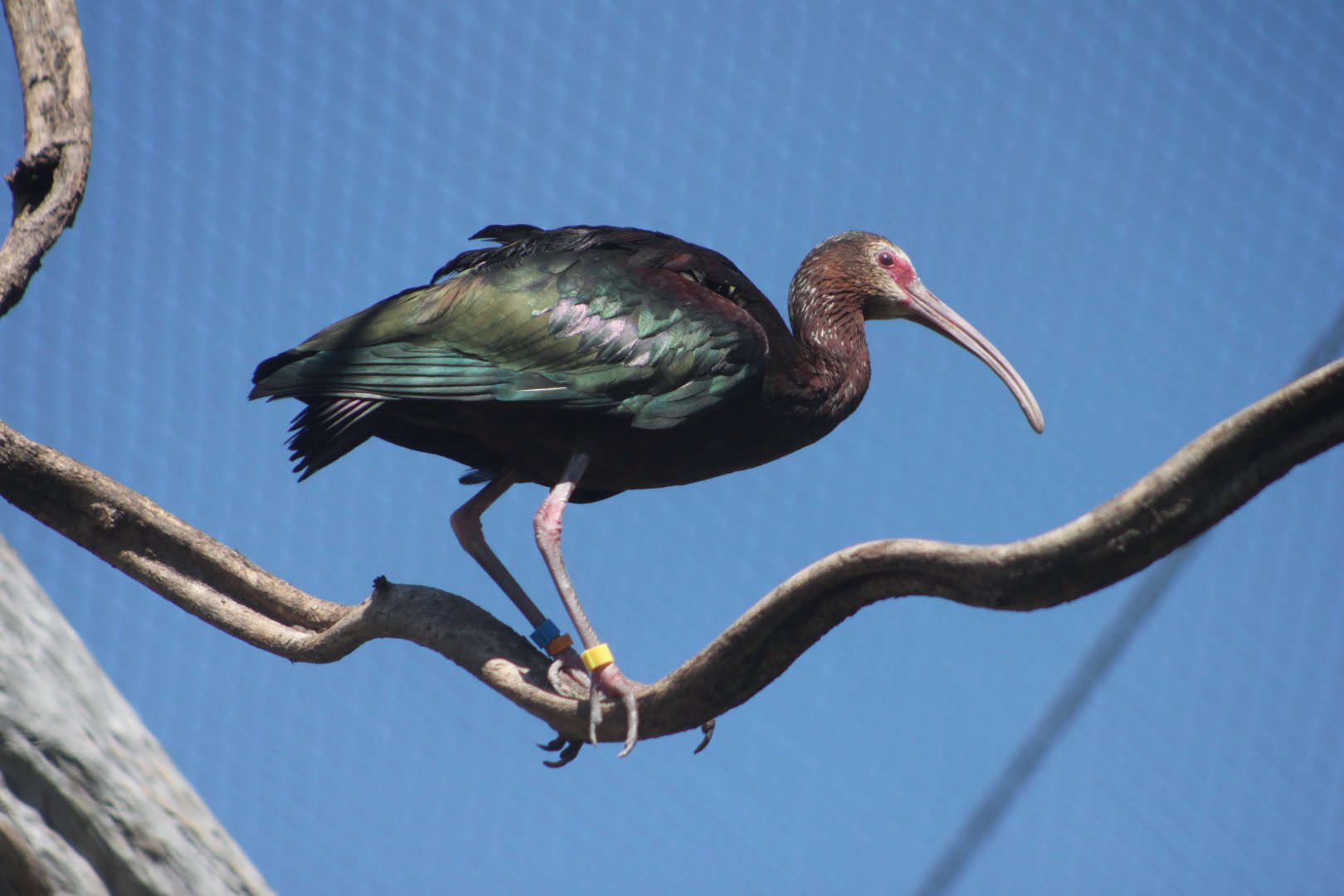 White-faced ibis (Plegadis chihi)