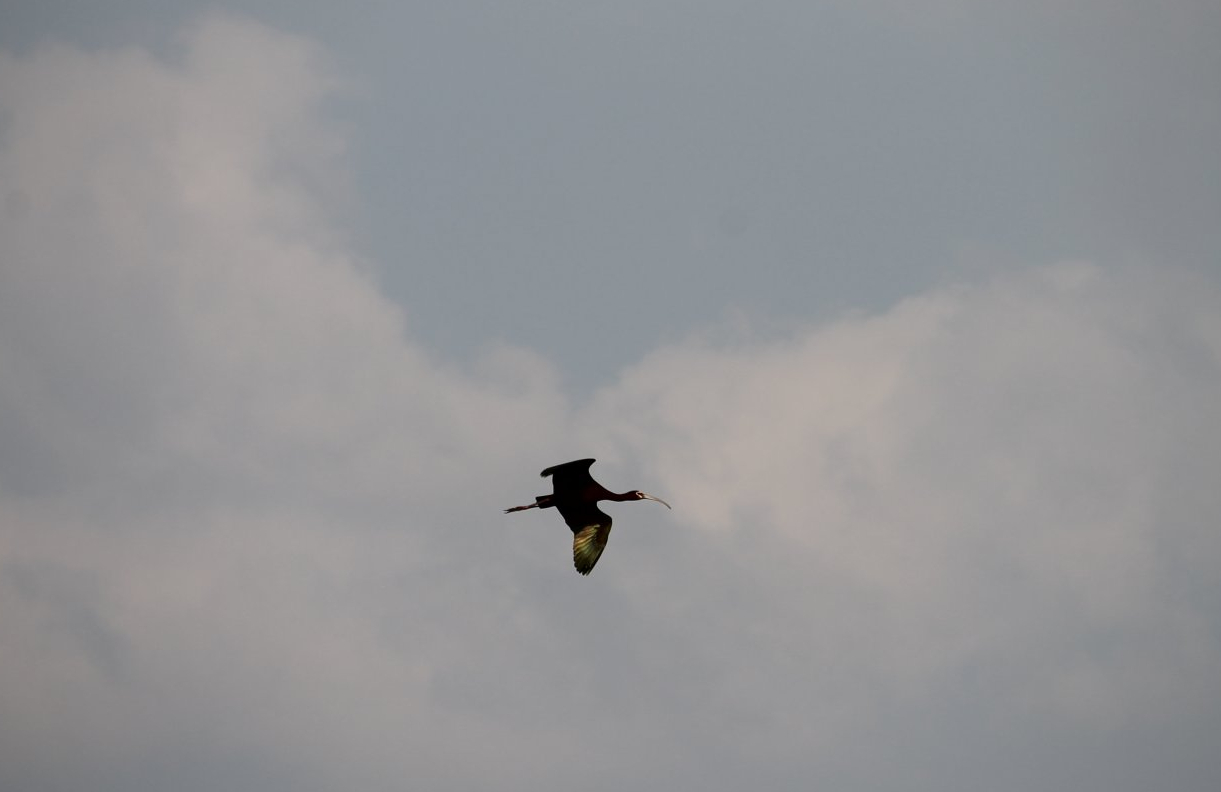 White-faced Ibis (Plegadis chihi)