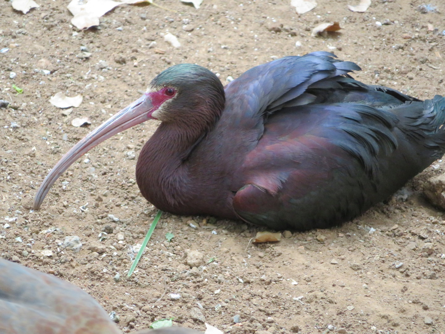 White Faced Ibis (Plegadis chihi)