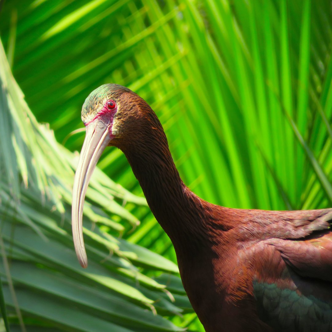 White-faced Ibis (Plegadis chihi)