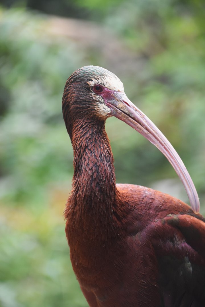 White faced ibis, Plegadis chihi
