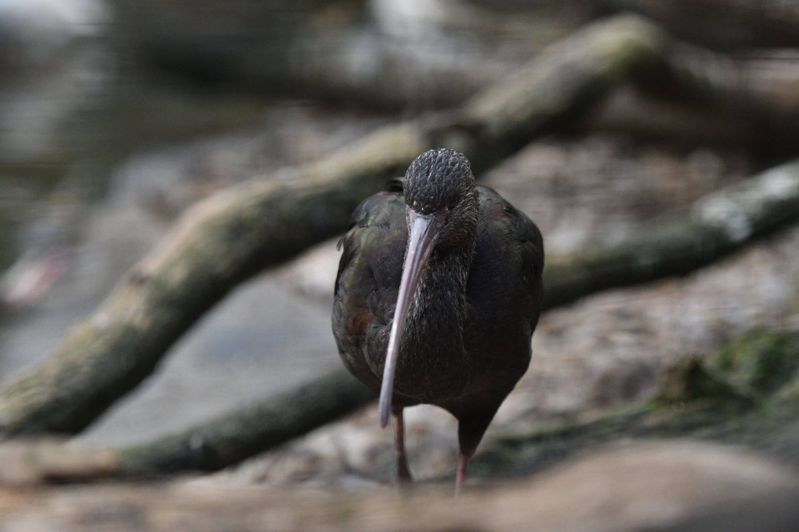 White-faced ibis Plegadis chihi