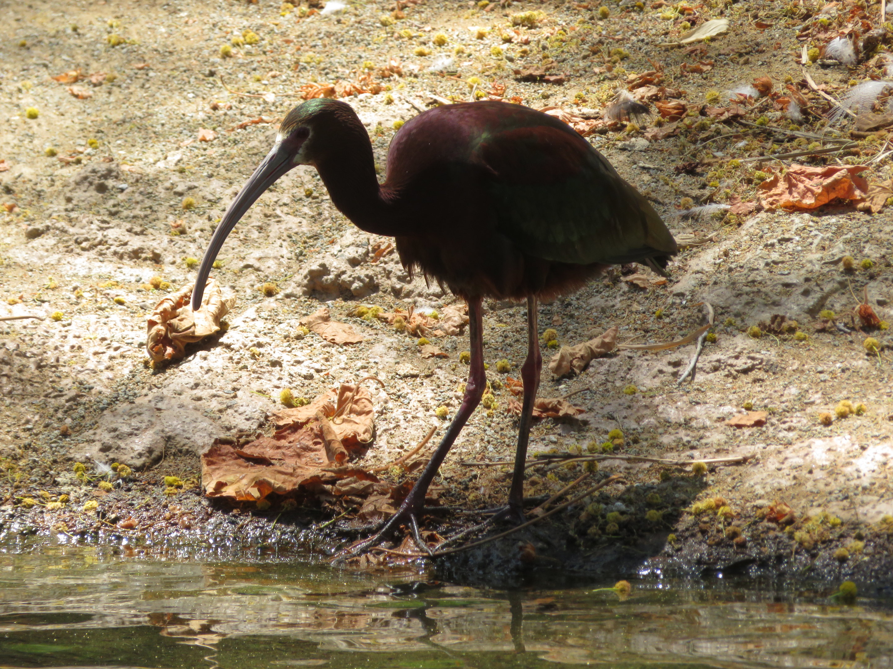 White-faced Ibis (Wild)