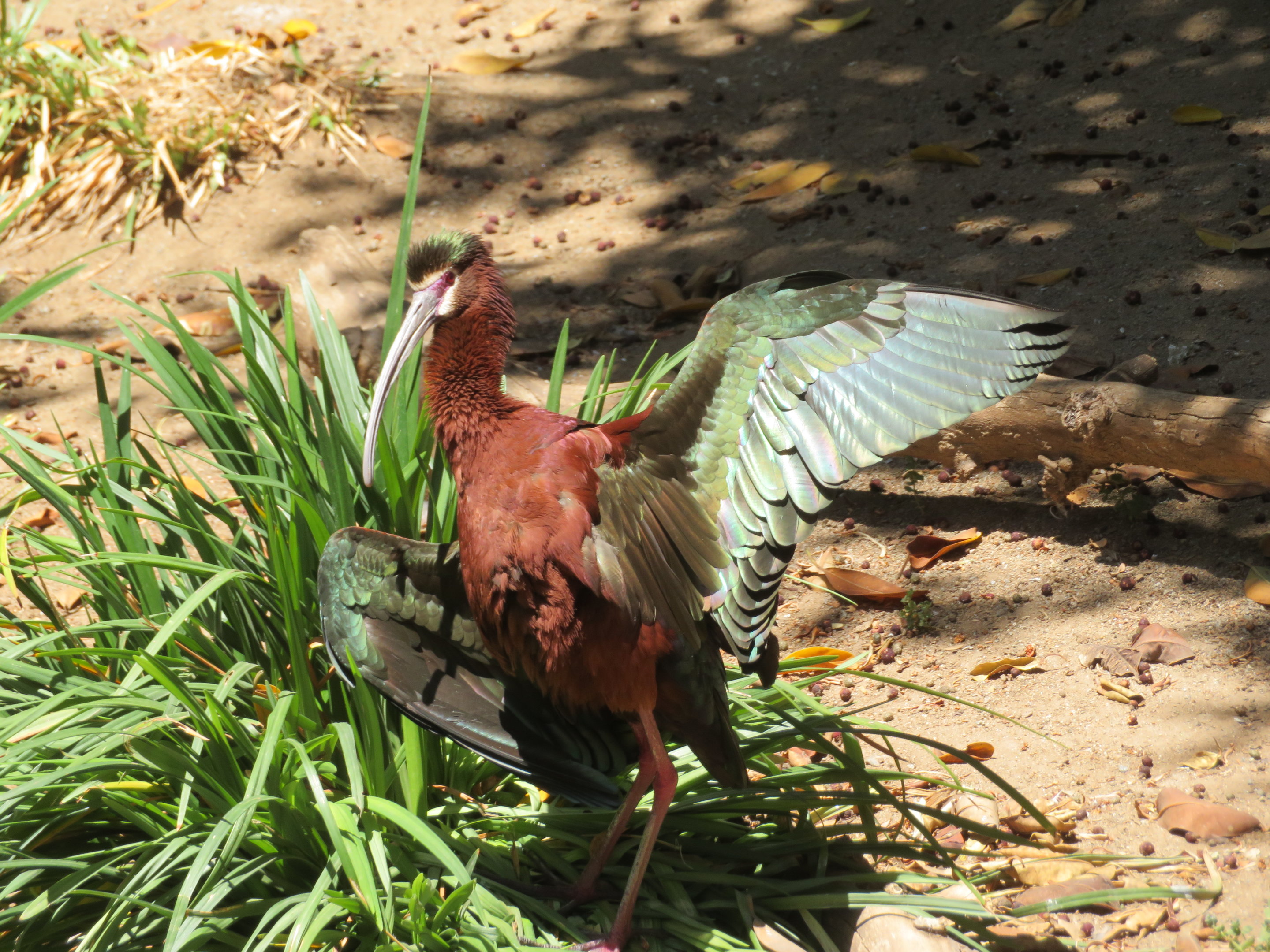 White-faced Ibis (Wild)