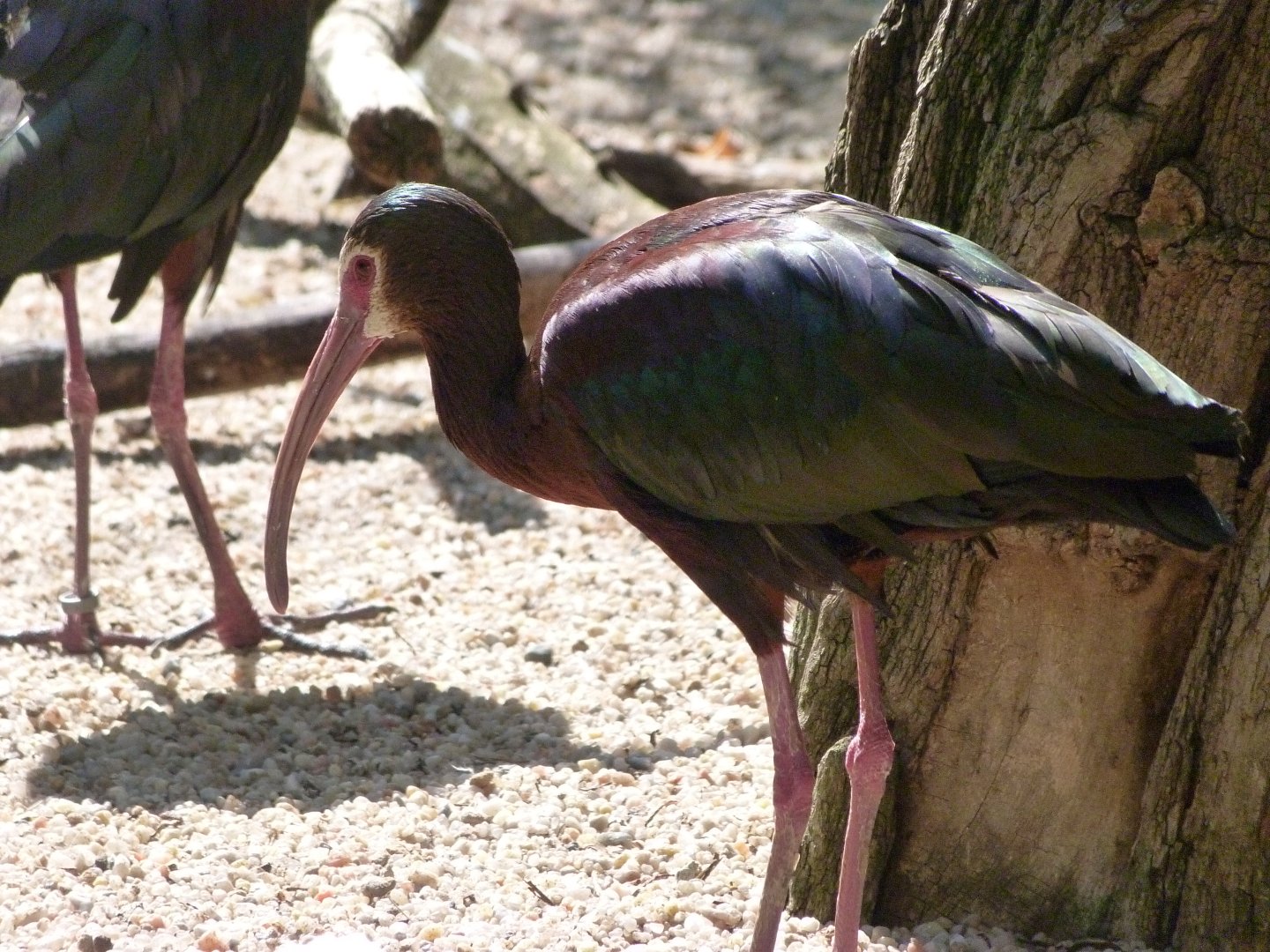 White-faced ibis -Zoo Praha (2025)