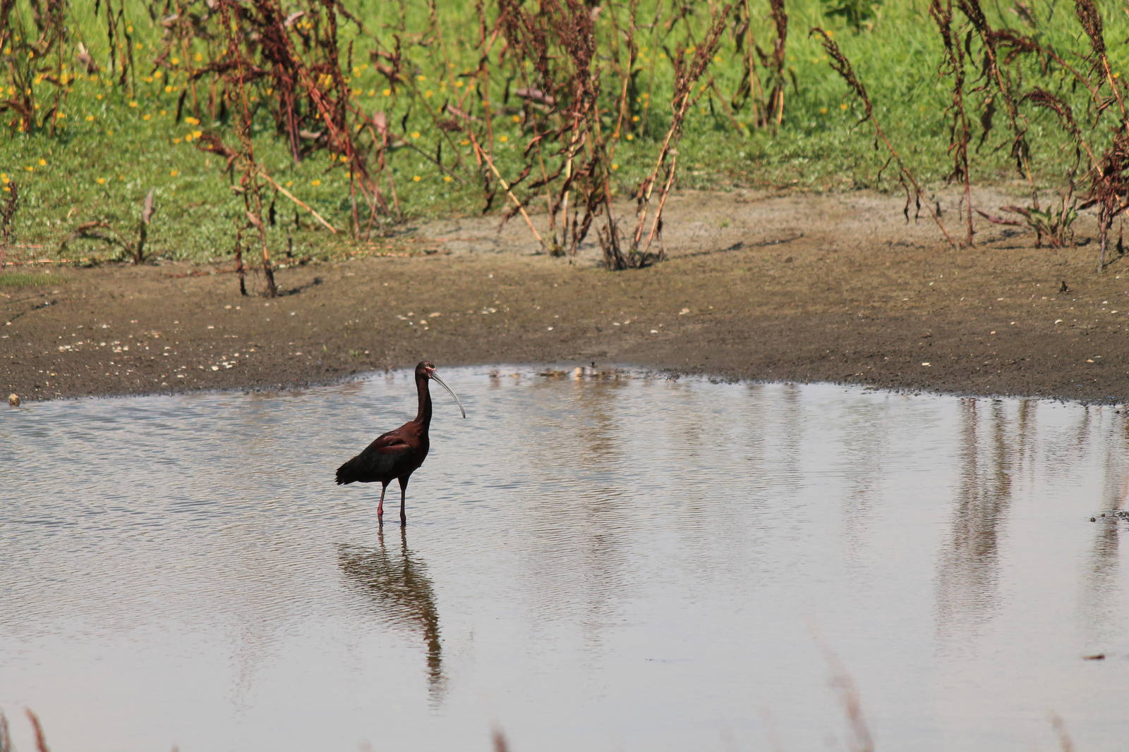 White-Faced Ibis