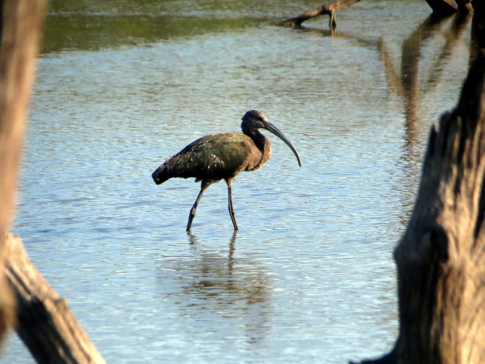 White-faced Ibis