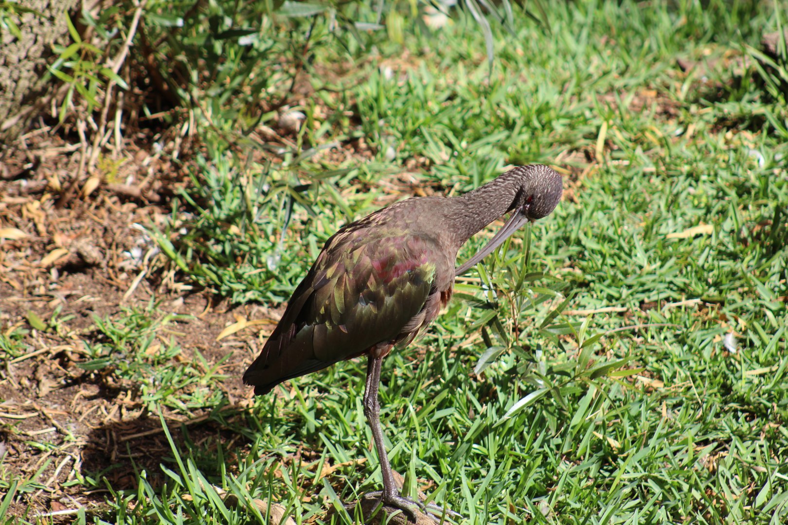 White-Faced Ibis