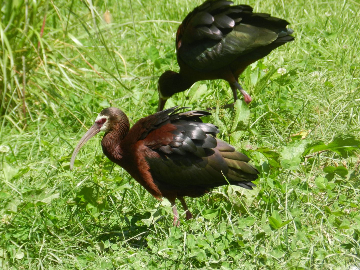 White-faced Ibis