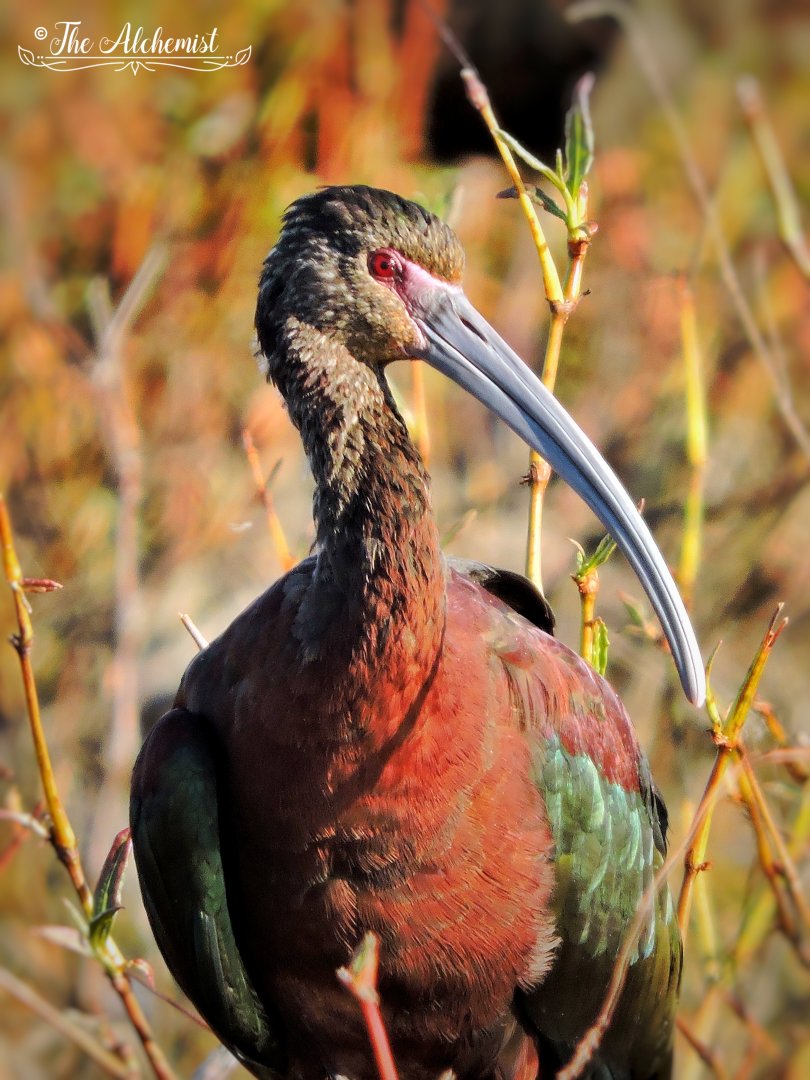 White Faced Ibis