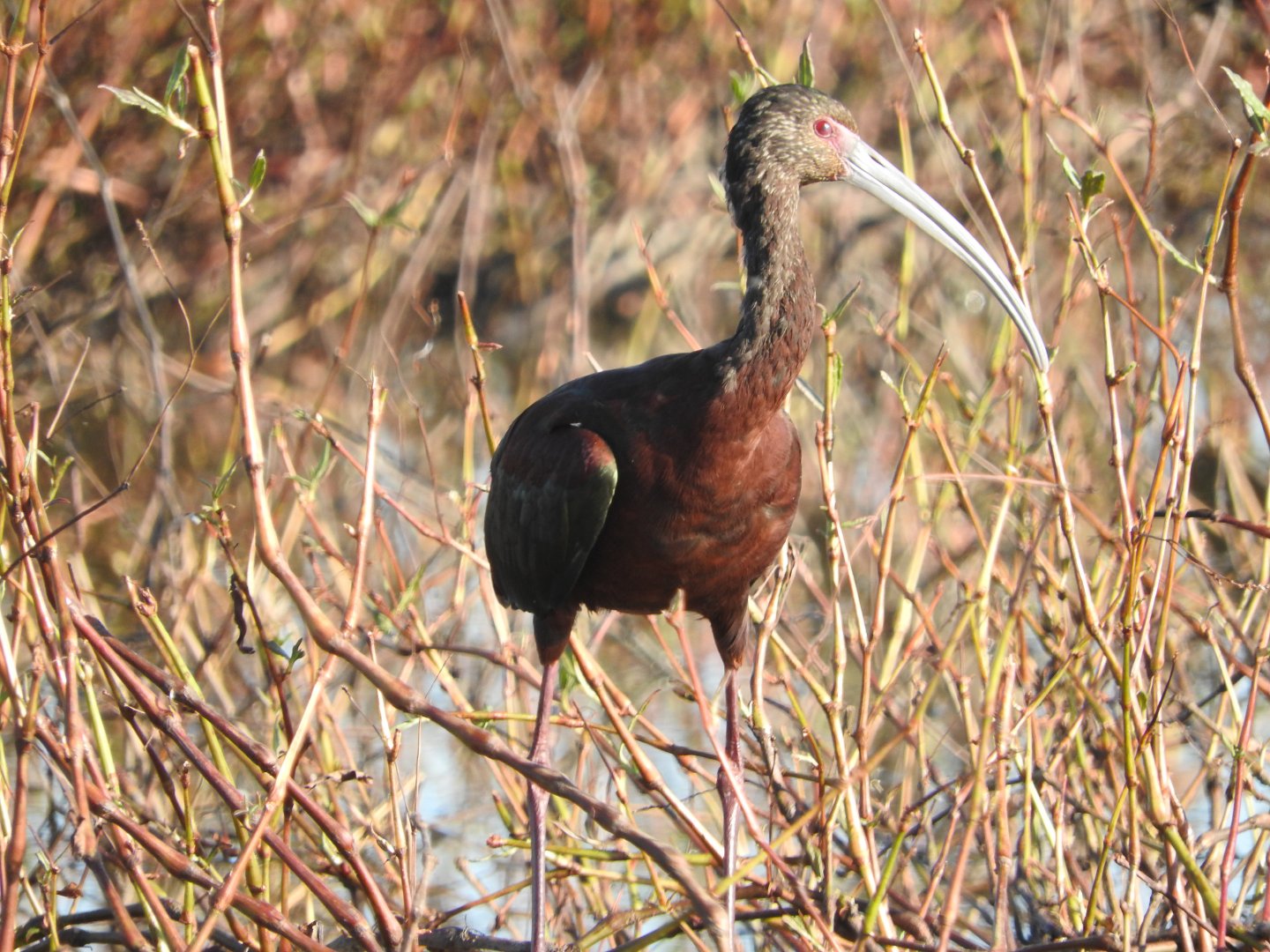 White-faced Ibis