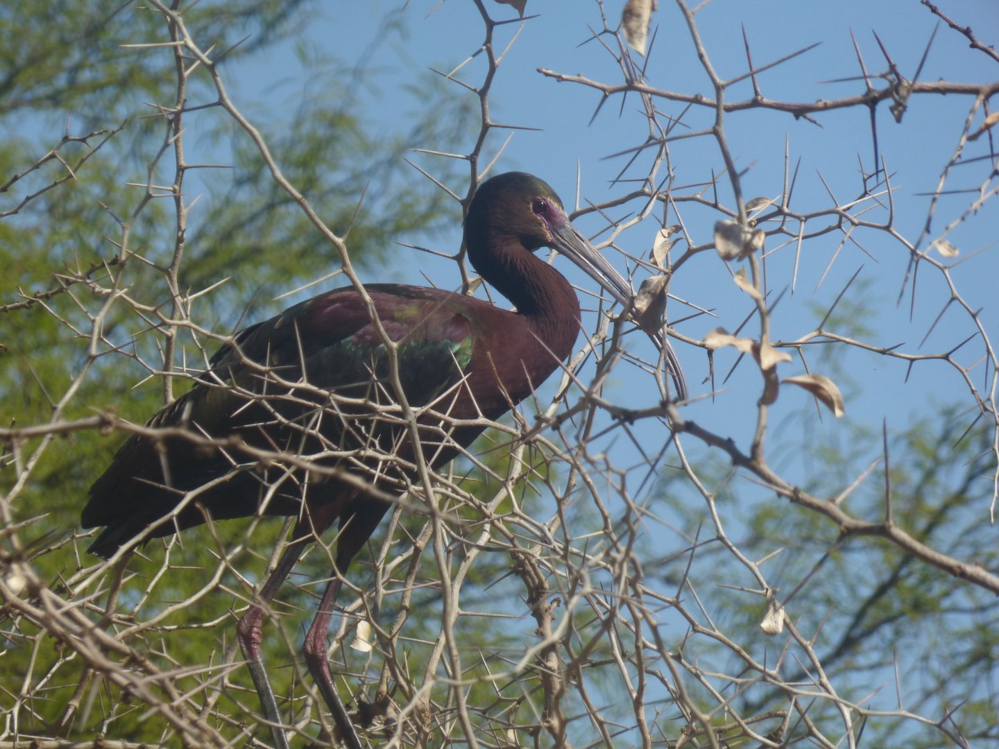 White faced ibis