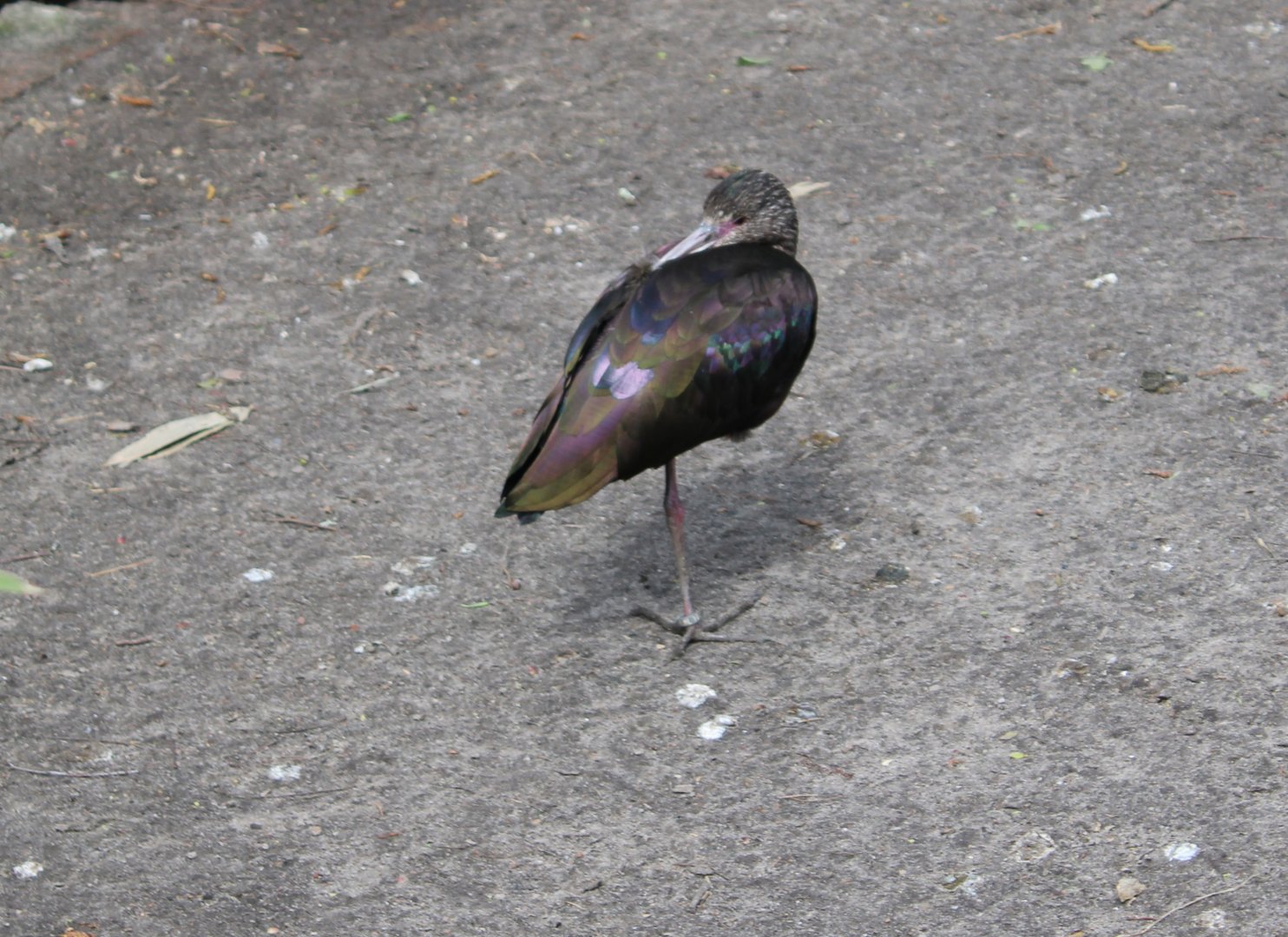 White-faced ibis