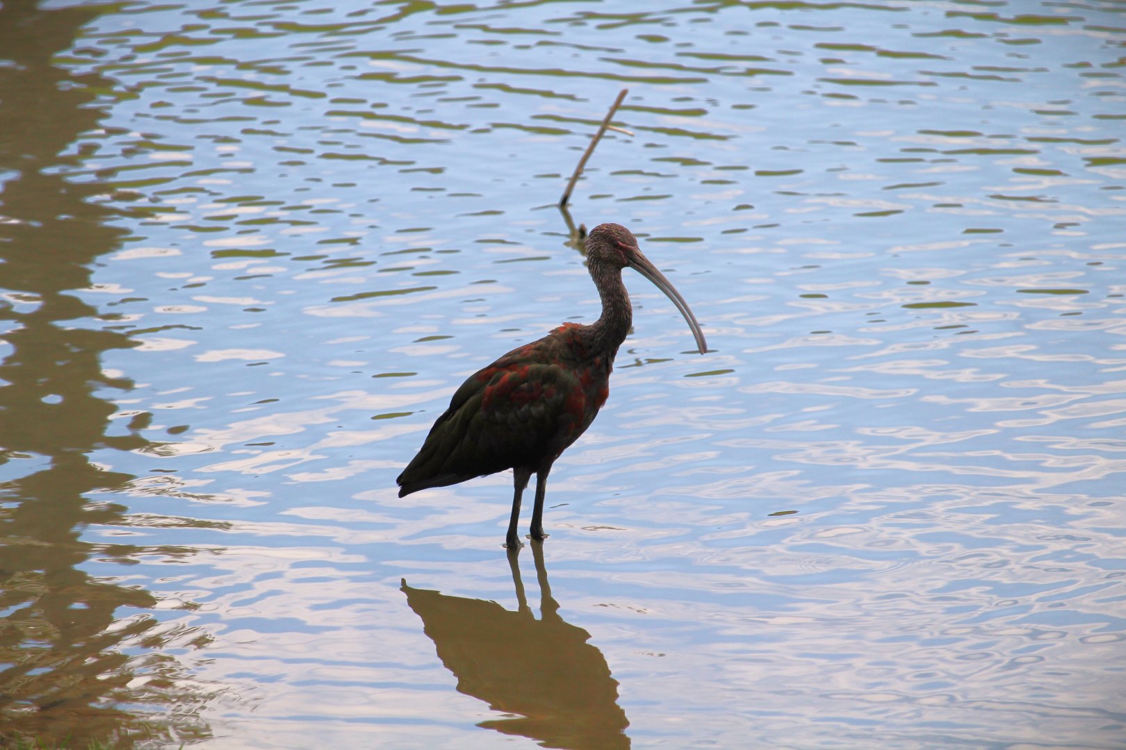 White-faced Ibis
