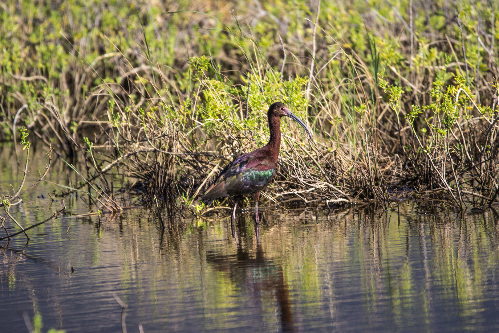 White-faced Ibis